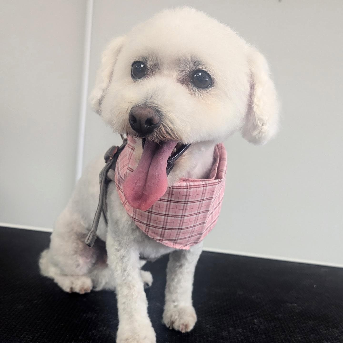 Nutmeg · Cavapoo · Puppy's first groom