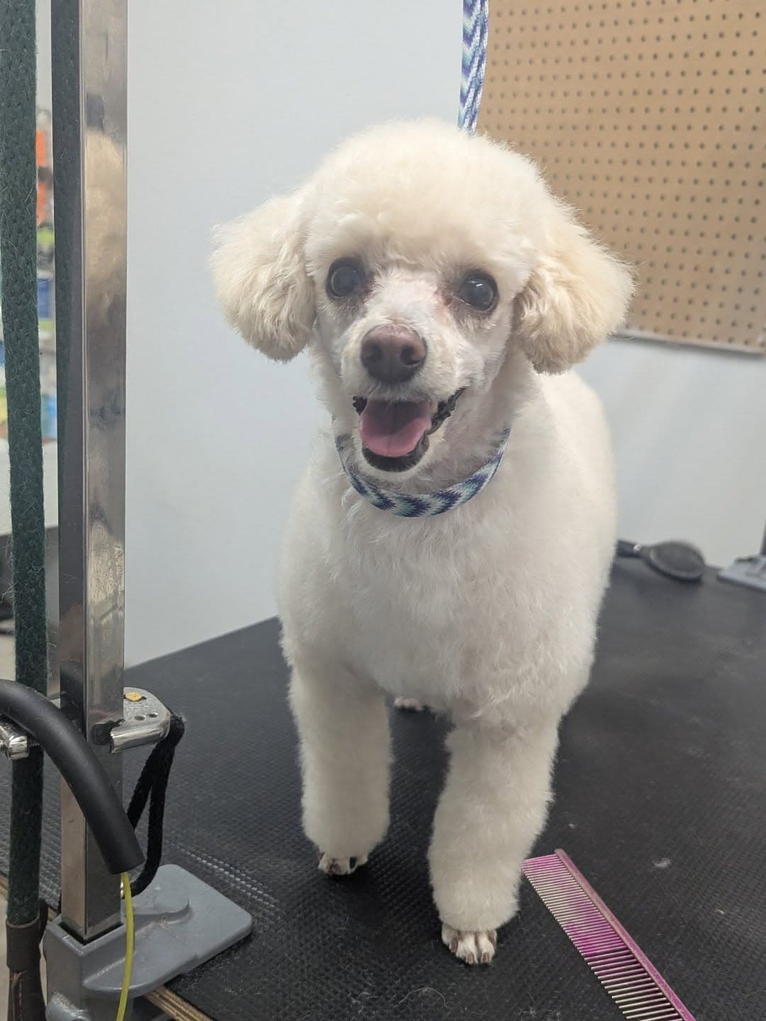 Daisy · Maltipoo